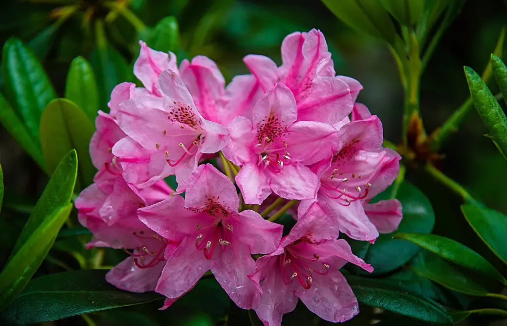 Rododendrony zalievajte týmto prípravkom. Na jar budú bujne kvitnúť