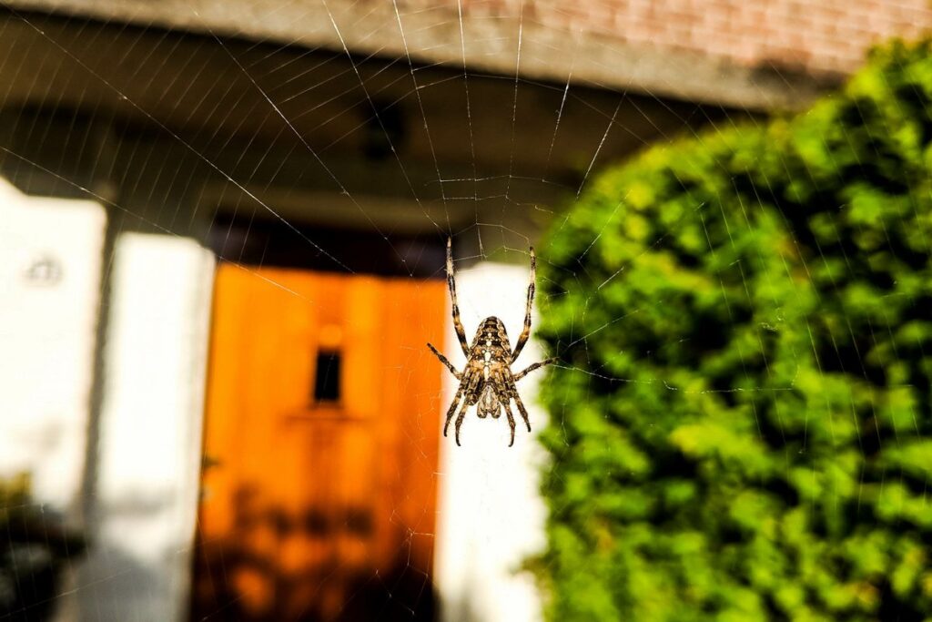 Odborníci tvrdia, že by ste nikdy nemali pustiť pavúka z domu - vysvetľujeme prečo