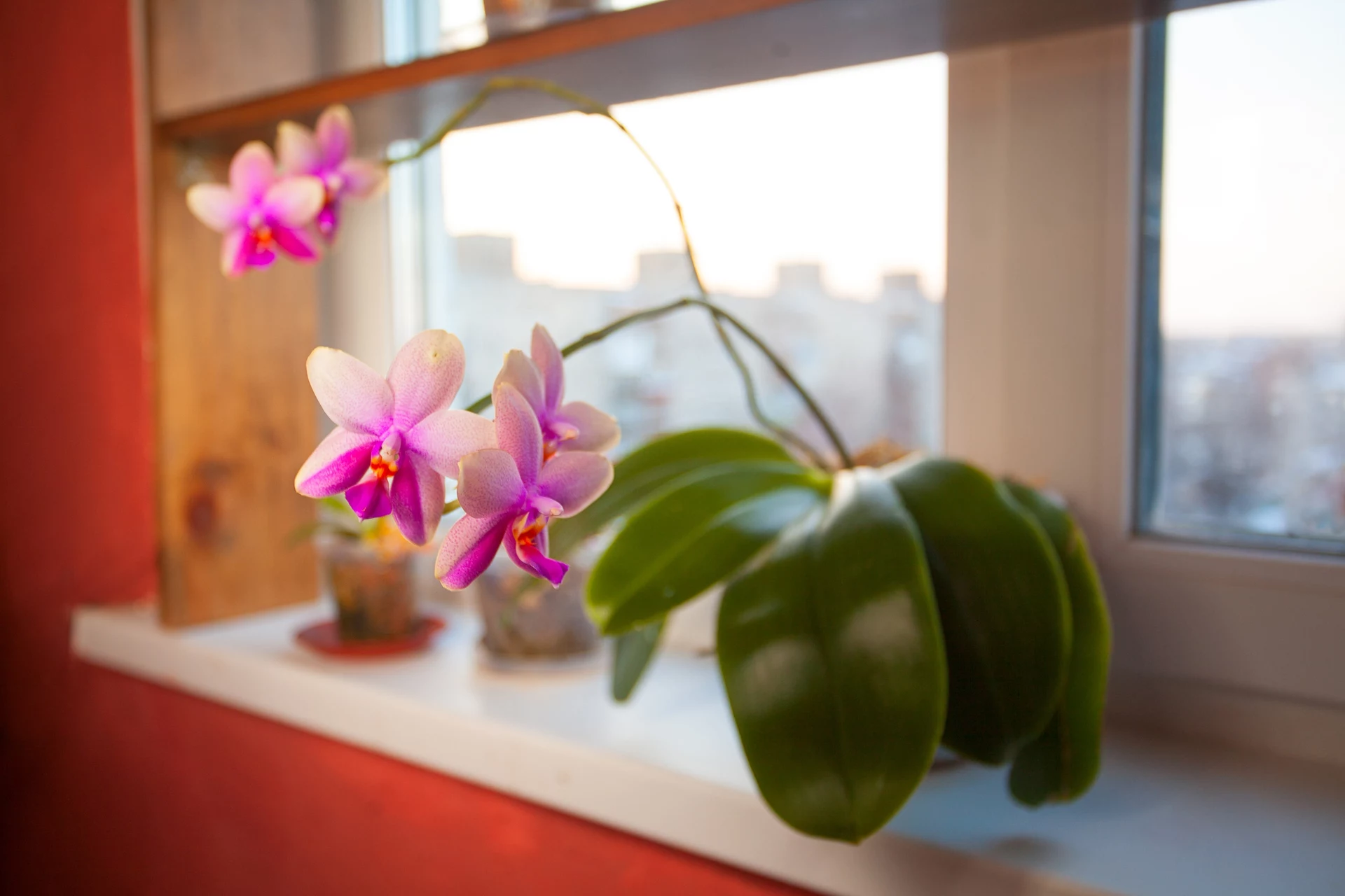 Zomrela orchidea? Obľúbené korenie ju môže zachrániť.
