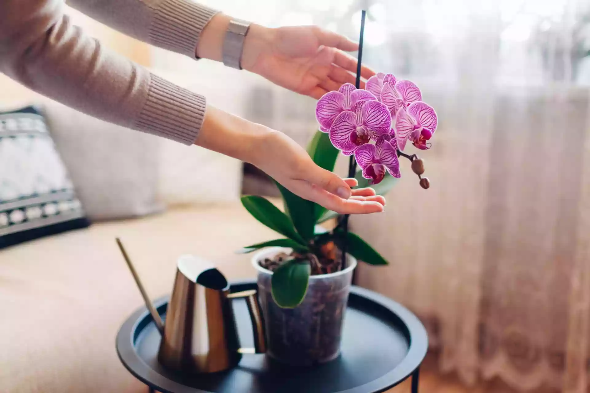 Kedy by ste mali kŕmiť orchidey škoricou?
