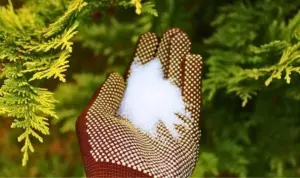 Ruže a hortenzie kvitnú sviežejšie, ak do obväzu pridáte prírodnú ingredienciu.