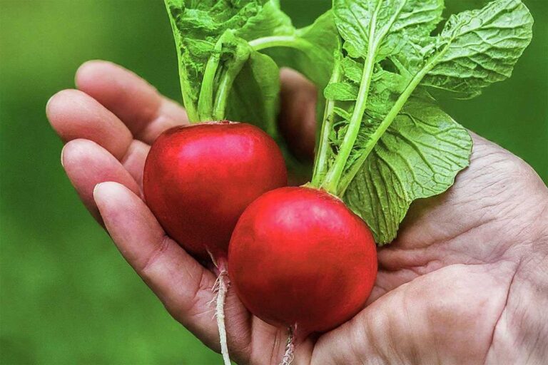 Tajomstvá obrovskej reďkovky: Ako pestovať jablko s veľkosťou koreňovej zeleniny