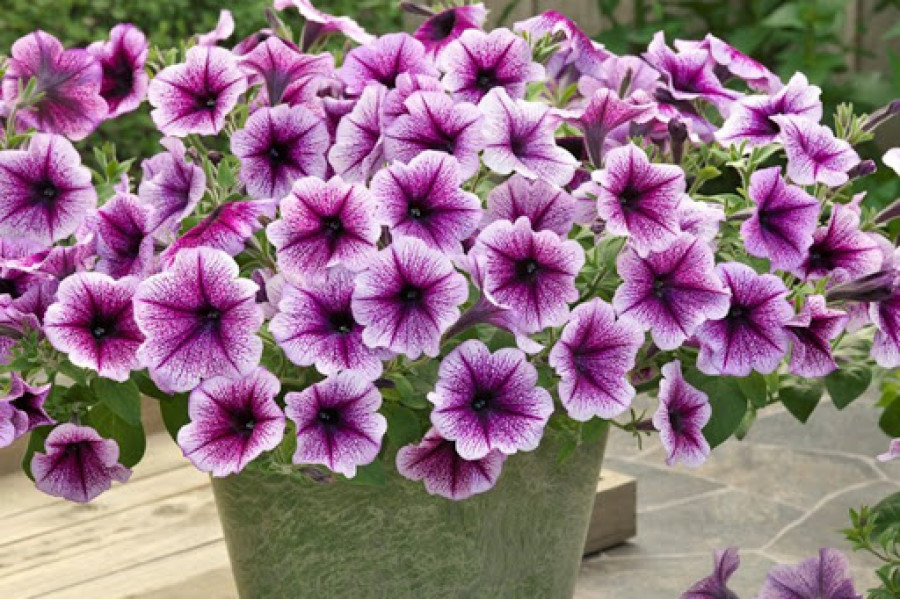 Zmiešajte tieto dve lacné ingrediencie a nalejte petunia. Ďakujeme vám lavínom kvetov.