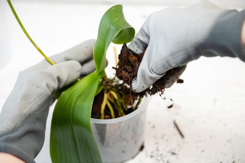 Prilepte na stonku. Orchidea sa začína ohýbať pod hmotnosťou kvetov.