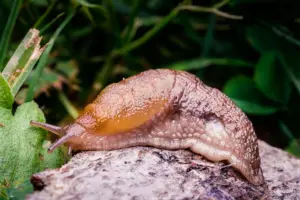 Čoskoro sa slimáky začnú kŕmiť. Kartónová skrinka stačí na zastavenie invázie.
