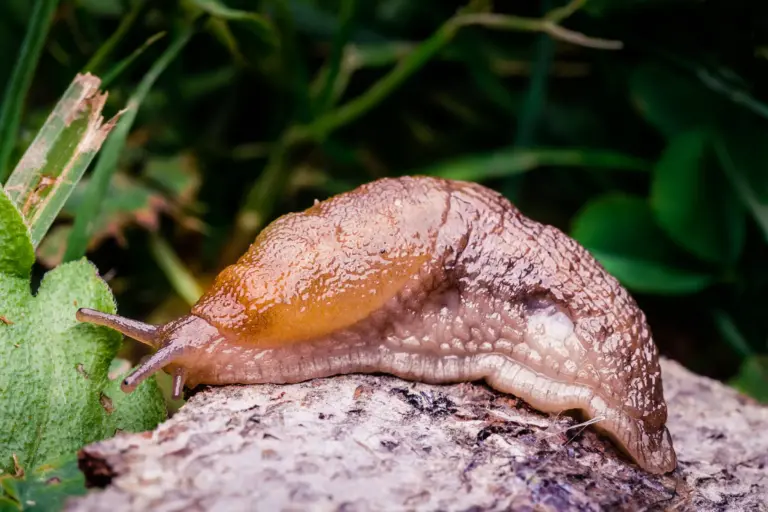 Čoskoro sa slimáky začnú kŕmiť. Kartónová skrinka stačí na zastavenie invázie.