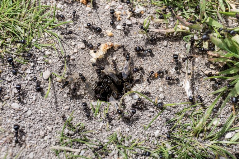 Keď posypete anthill v záhrade, všetky mravce zabijú. Domov prostriedky proti mravcom, ktoré fungujú, keď ostatní nefungujú