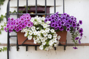 Umiestnite rastliny na balkón namiesto macestie. Nenižšia rastlina petunia je hviezdou balkóna