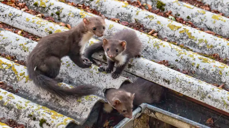 Tu sa naučíte, ako odradiť Marten zo záhrady. Len pár kvapiek.