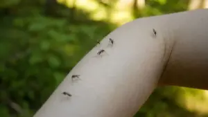 Zasadte ho do záhrady. Komáre sa k nej ani nepriblížia.