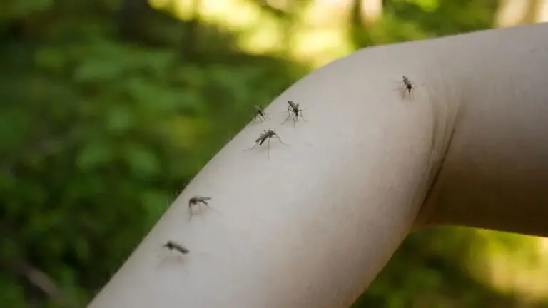 Zasadte ho do záhrady. Komáre sa k nej ani nepriblížia.