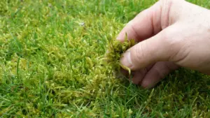 „Burns“ Moss po celom trávniku. Stačí 3 polievkové lyžice