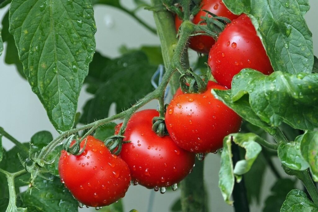 Takto budú paradajky a uhorky presne ako na obrázku. Tu je recept na zeminu pod zeleninový kvetináč