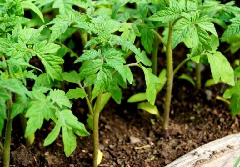 Vyrastajú paradajkové sadenice a vyrastajú? Jednoduchý trik, ktorý ich posilní