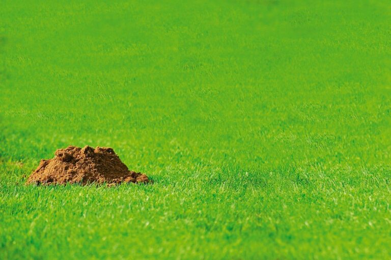 Mole Bump má iba tvar palacinky. Ak sa chcete zbaviť škodcu v záhrade, hodte tento kúsok do otvoru a krtek sa rýchlo dostane von.
