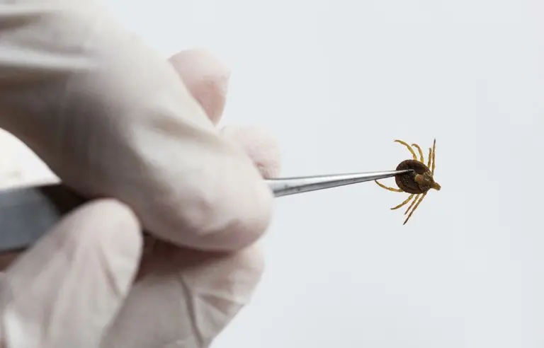 Kliešte nenávidia túto vôňu: je lacná a chráni stokrát lepšie ako sprej z obchodu.