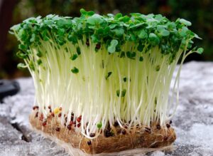 Cress Salad je snom Veľkej noci. Sofistikovaný trik