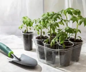 Na prelome marca a apríla som s týmto roztokom vodné paradajkové sadenice. Stonky sa ohýbajú pod hmotnosťou šťavnatých paradajok. Ako oplodniť paradajky?