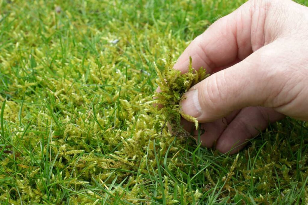 Boj proti machu na trávniku: Ako sa zbaviť machu