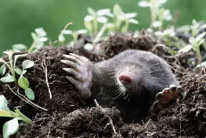 Ničí krtek tvoj trávnik? Forester radí, ako ho efektívne odradiť