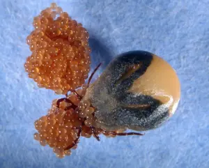 Tieto vajcia, ktoré sú horšie ako ázijské hniezdo vosy, sú predzvesťou návratu tohto obávaného škodcu do našich záhrad.