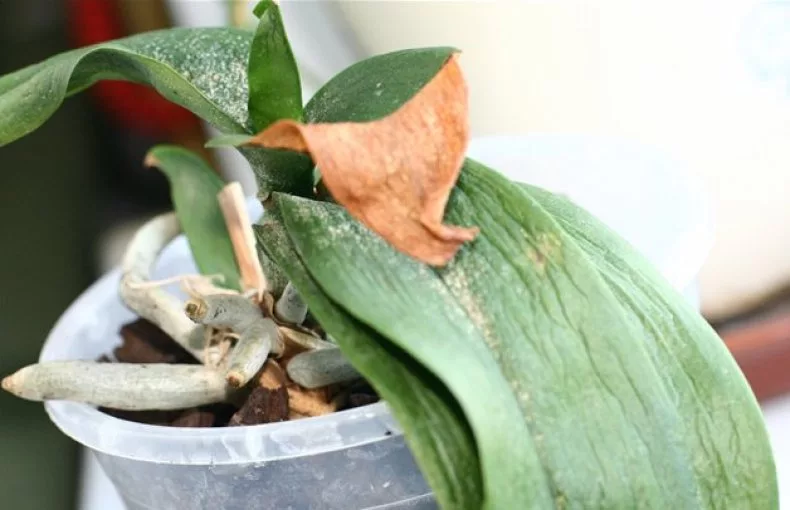 Prečo sa moje listy orchideí zmenšujú?