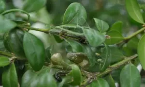 Ako sa zbaviť mól z boxu? Použite túto osvedčenú metódu, na ktorú potrebujete iba ingredienciu, ktorú máte v kuchyni.
