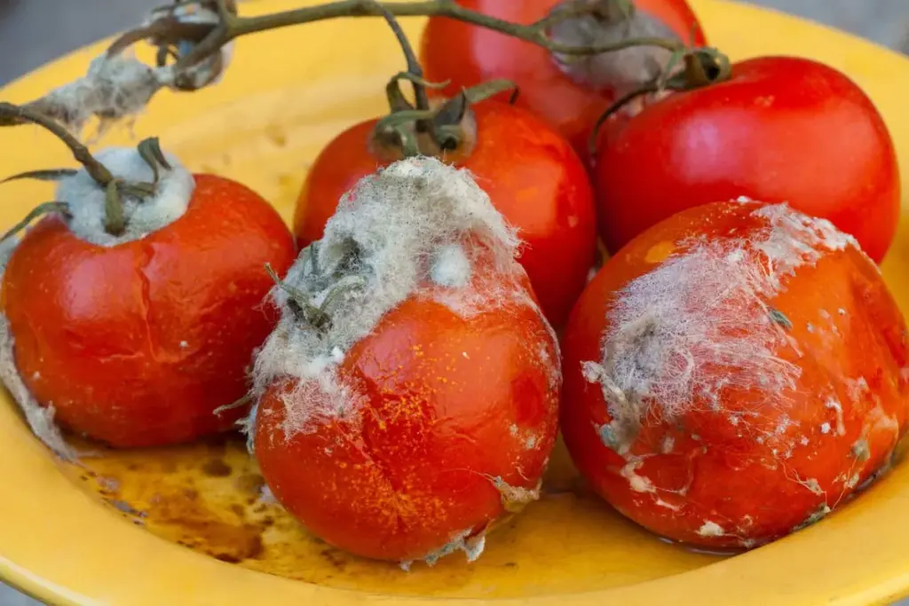 Plesnivé paradajky nevyhadzujte. Budete prekvapení, ako sa dajú využiť