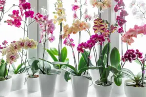 Čo sa stane, ak používate kávu na oplodnenie orchideí? Tu je odpoveď