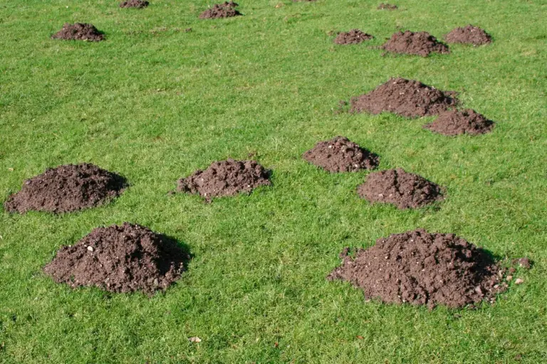 Nalejte ho do hromady. Móly okamžite opustia dvor