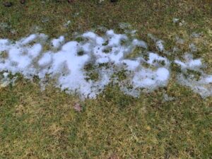 Moss na vašom trávniku bude horieť za 3 dni! Zmiešajte s vodou a nastriekajte na trávu. Najlepší a prirodzený spôsob, ako sa zbaviť machu na trávniku.