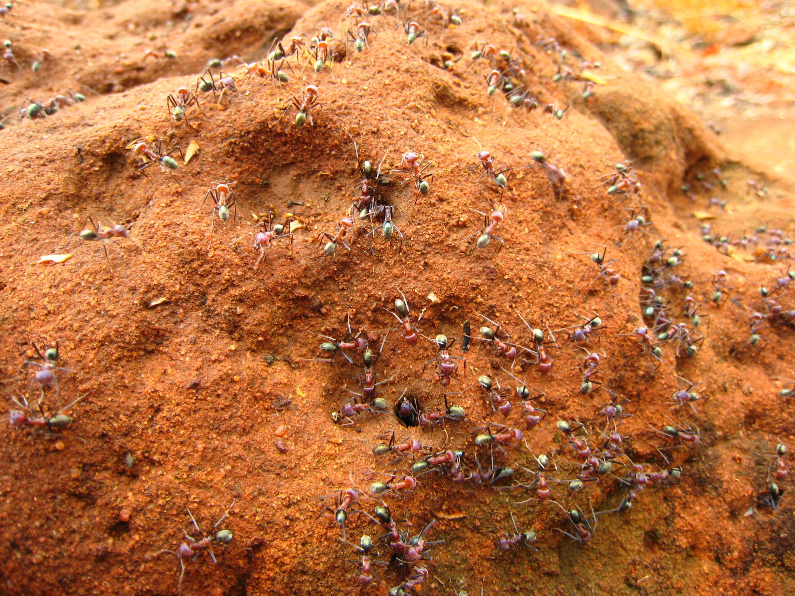 Rozliate ich po Anthill. Mravce odchádzajú rýchlo a nebudete tráviť korunu.