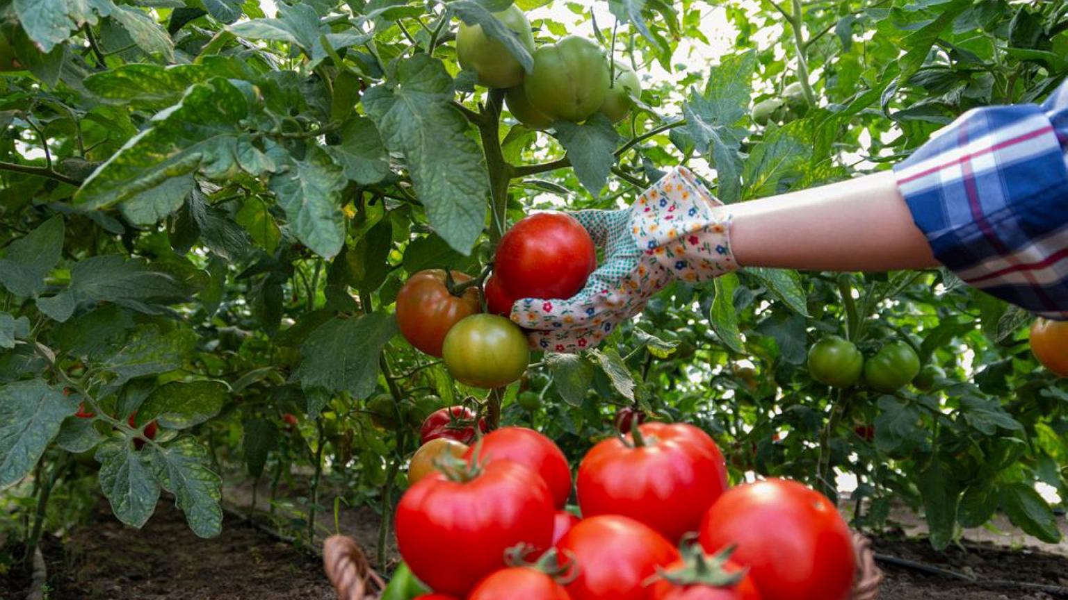 Najlepšie paradajky na zachovanie. Omáčky a pyré budú chutné, husté a veľmi aromatické.