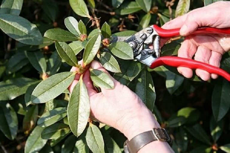 Záhradníctvo v marci: Ako rezať ruže a rododendrony
