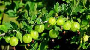 Je zasiate v marci pod Gooseberry. Je zaručená bohatá plodina