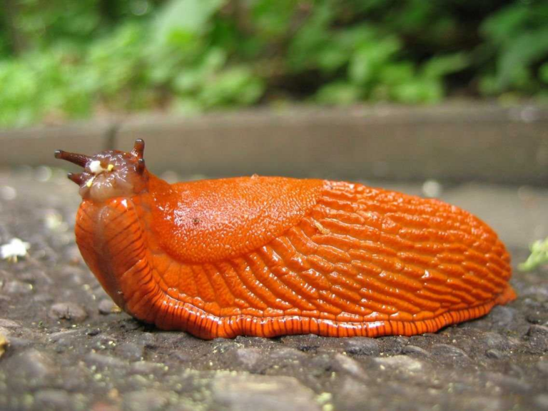 Pripravím domáci koktail z dvoch ingrediencií a na jar natáčam záhradu. Vošky a slimáky unikli z miesta, kde rastie paprika.