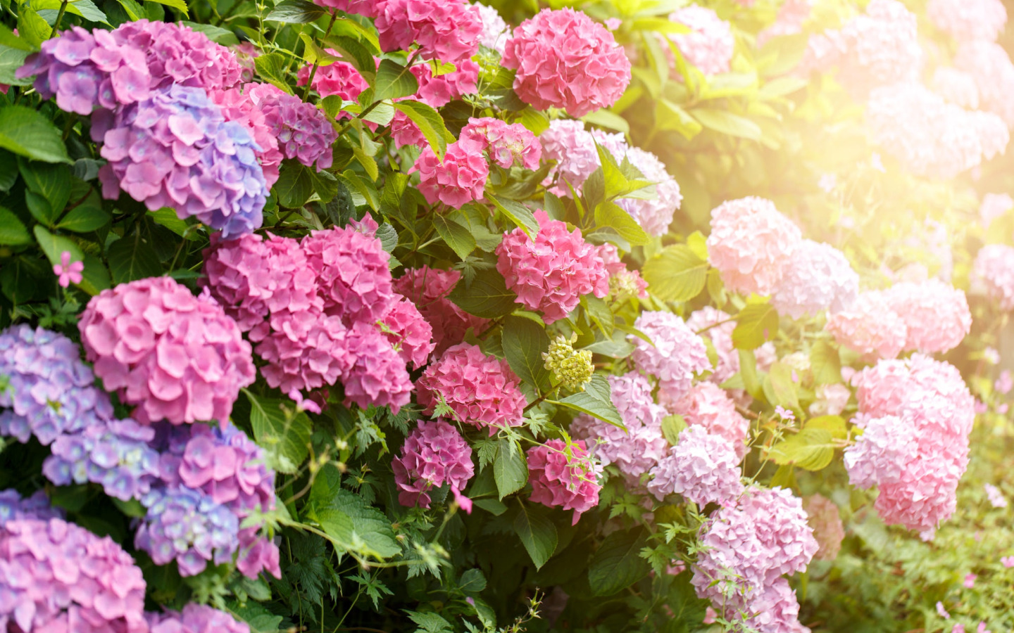 hydrangea