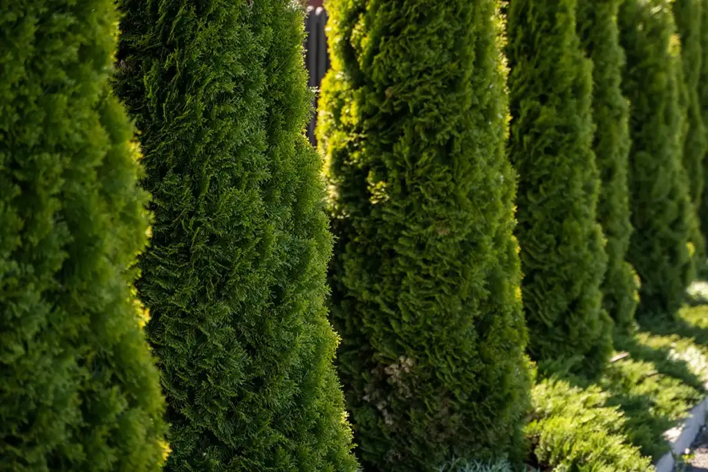 V marci sa prebúdzajú ihličnaté stromy. Budú zdravé a sviežo zelené