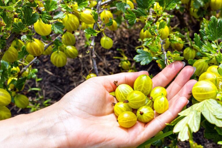 Urob to teraz. V lete nebudete mať čas zbierať Gooseberries. Krík sa bude ohýbať pod váhou lahodného ovocia.