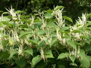 Rastliny, ktoré spôsobujú zničenie. Vytiahli odkvapu, vykopali chodníky a cesty.