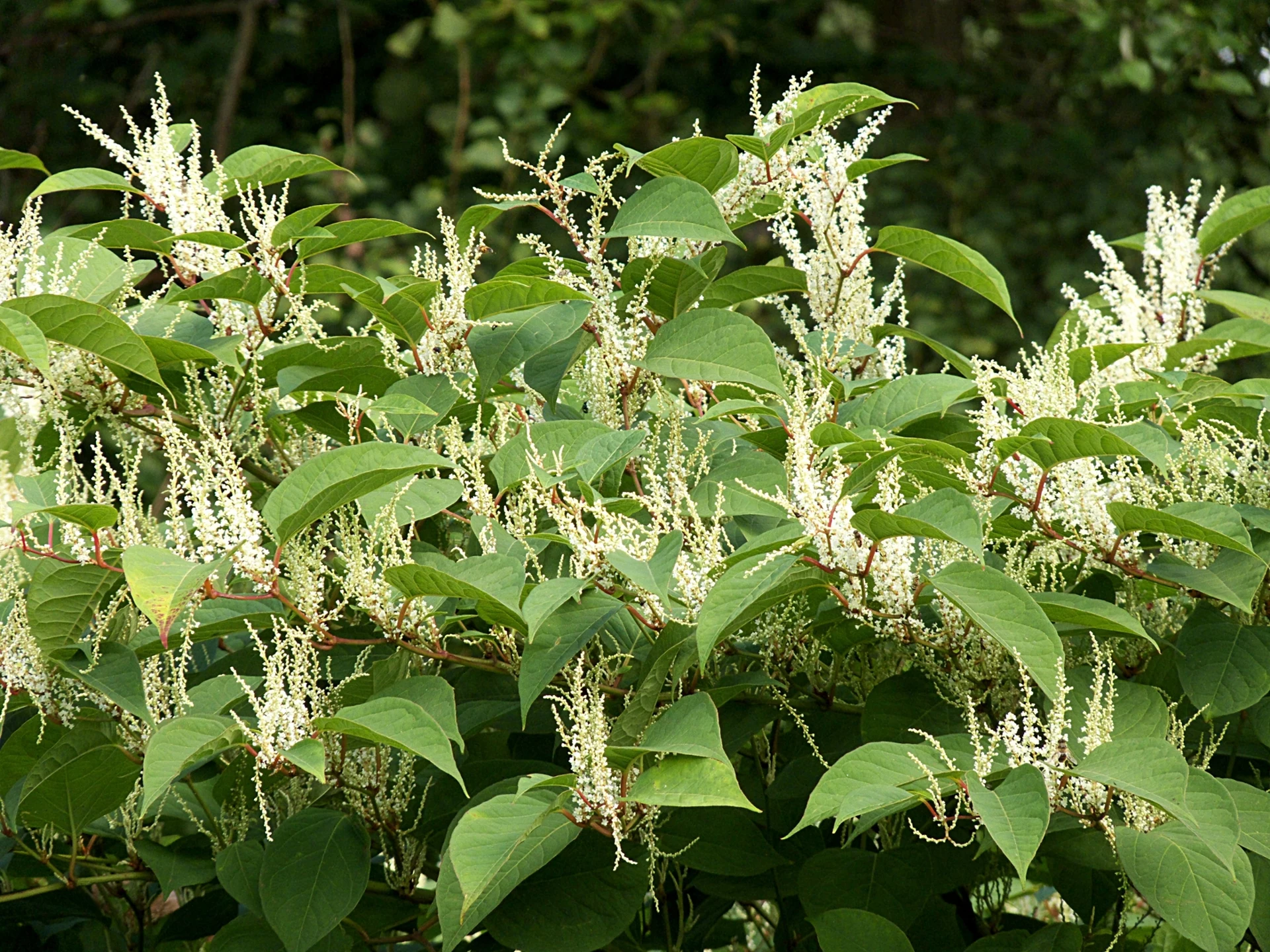 Rastliny, ktoré spôsobujú zničenie. Vytiahli odkvapu, vykopali chodníky a cesty.