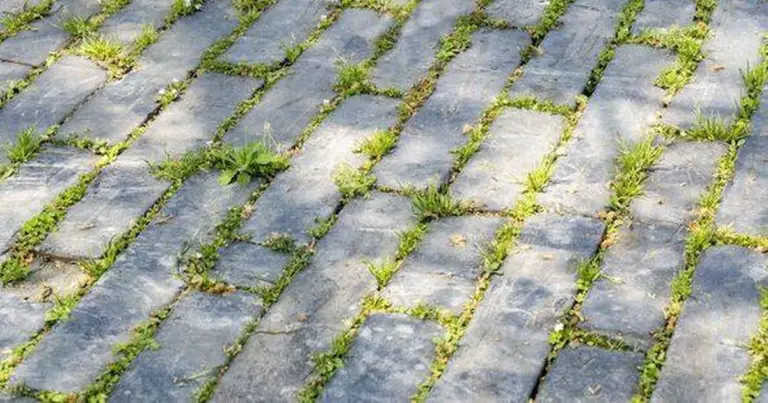 Nalejte ho na burinu. Ušetrite malé a vydrhnete ich v lesku.