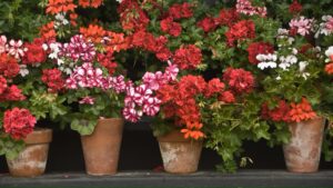 Predtým, ako vytiahnete Geraniums, urobte túto úpravu.