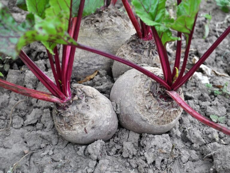 Plant Red Repa vedľa týchto plodín a žiarli bohatú úrodu sladkých koreňových plodín.