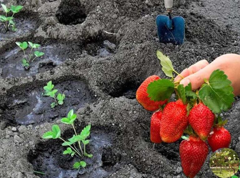 Zasadíme to vedľa jahôd. Ovocie bude v bezpečí počas celej sezóny.