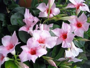 Muscats už nie sú módne! Mandevilla je elegantná pluha, ktorá prekoná vaše očakávania a premení váš balkón na raj.