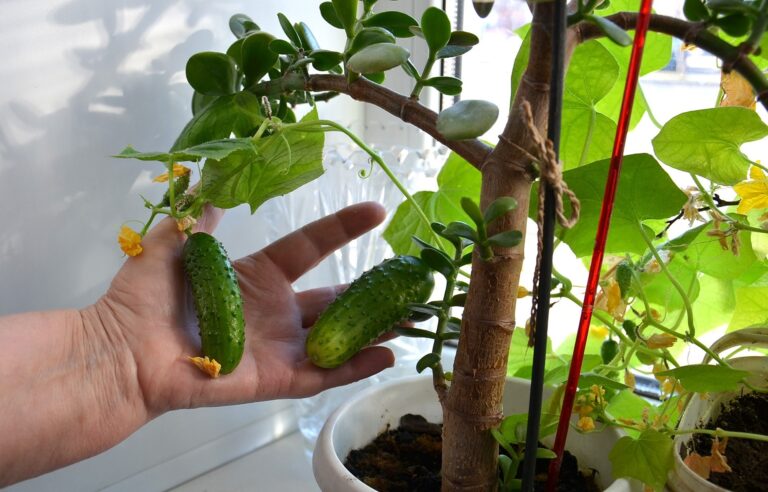 Kompletný sprievodca rastúcim uhorkou v kvetináčoch