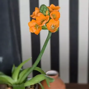 Určite lepšie ako orchidea. Kvitneš neuveriteľne krásny.