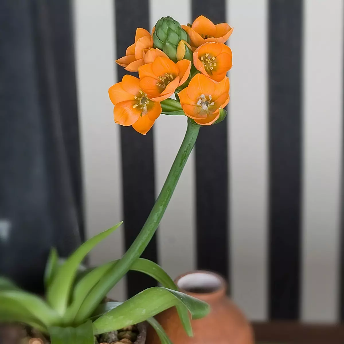 Určite lepšie ako orchidea. Kvitneš neuveriteľne krásny.
