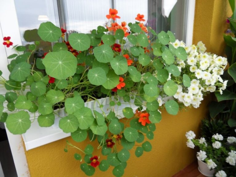 Aké kvety by som mal zasadiť na balkón? Zasadte tieto rastliny v apríli a vychutnajte si vôňu a farby, aj keď je vonku oblačno.